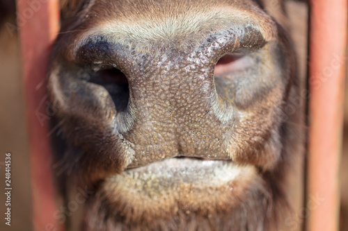 Buffalo Nose at the Zoo © schankz