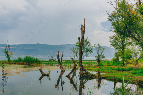 Trees and water plants in Lake Erhai  with mountains covered in clouds in the distance  in Dali  Yunnan  China