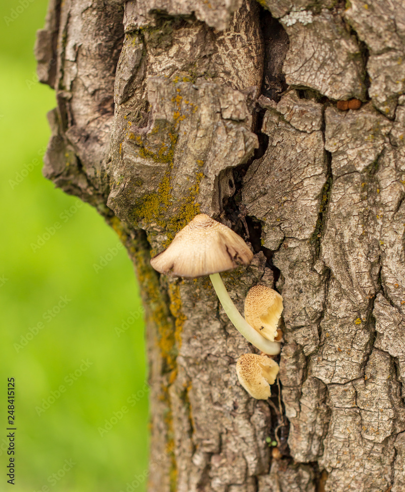 Mushroom mushrooms grow on a tree Mushroom mushrooms grow on a tree