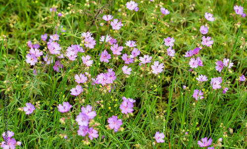 Beautiful purple flowers in nature