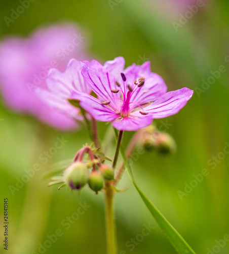 Beautiful purple flowers in nature