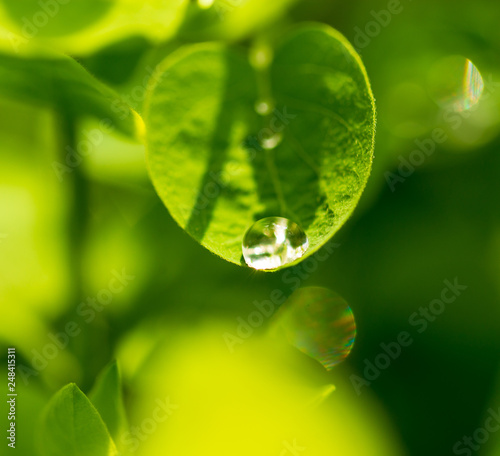 Water drops on a green leaf of a plant