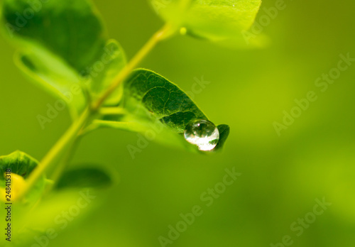 Water drops on a green leaf of a plant © schankz