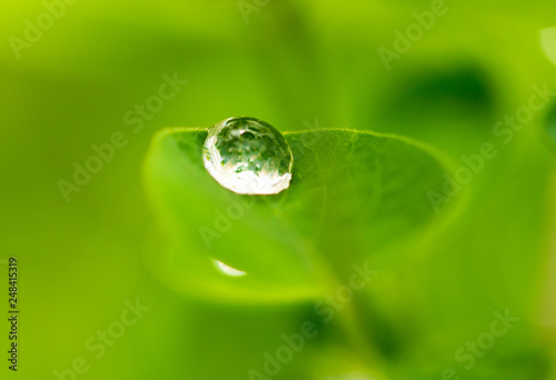 Water drops on a green leaf of a plant