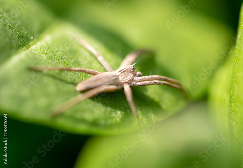 Spider on a green leaf of a plant