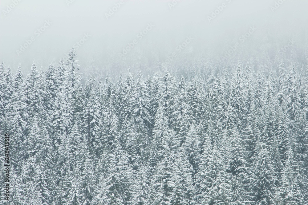 Forest in winter Forest in winter