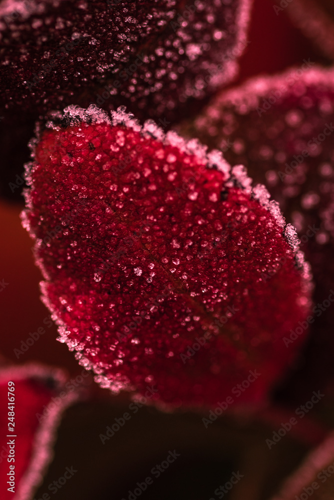 Winterblumen Winterblumen