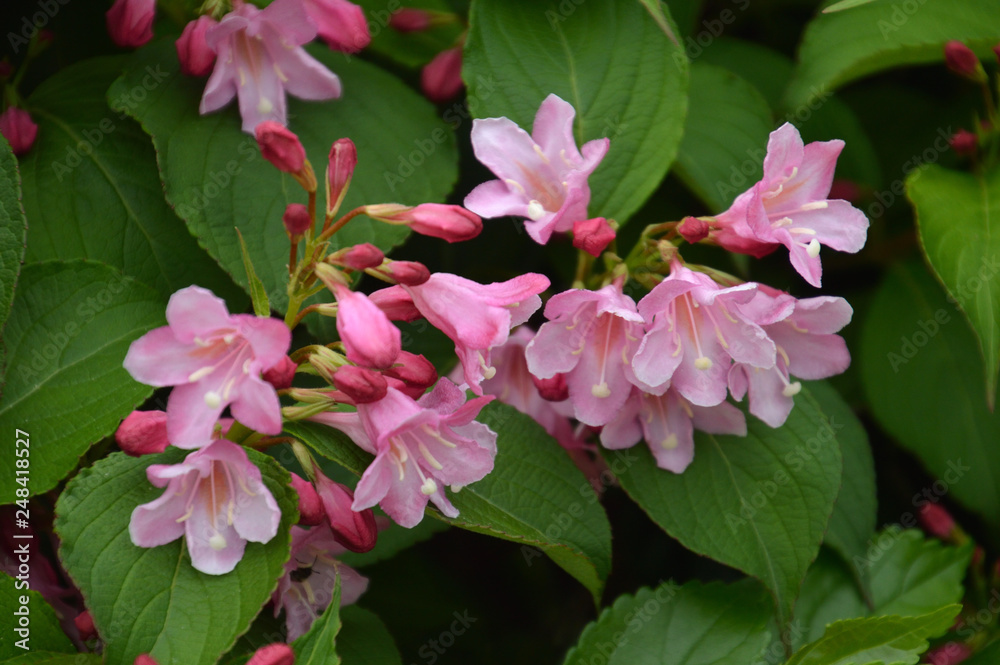 タニウツギの淡いピンクの花