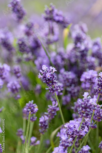 Lavender flowers blooming in the garden  beautiful lavender field.