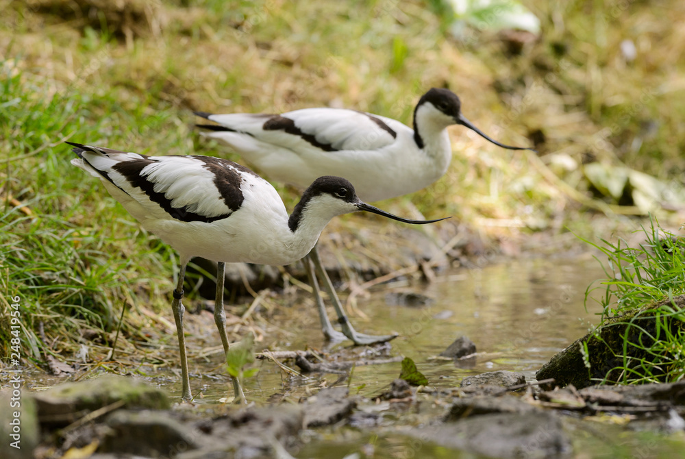 Pied Avocet - Recurvirostra avosetta, beautiful special water bird from fresh and salt waters around the world, Walvis Bay, Namibia. Pied Avocet - Recurvirostra avosetta, beautiful special water bird from fresh and salt waters around the world, Walvis Bay, Namibia.