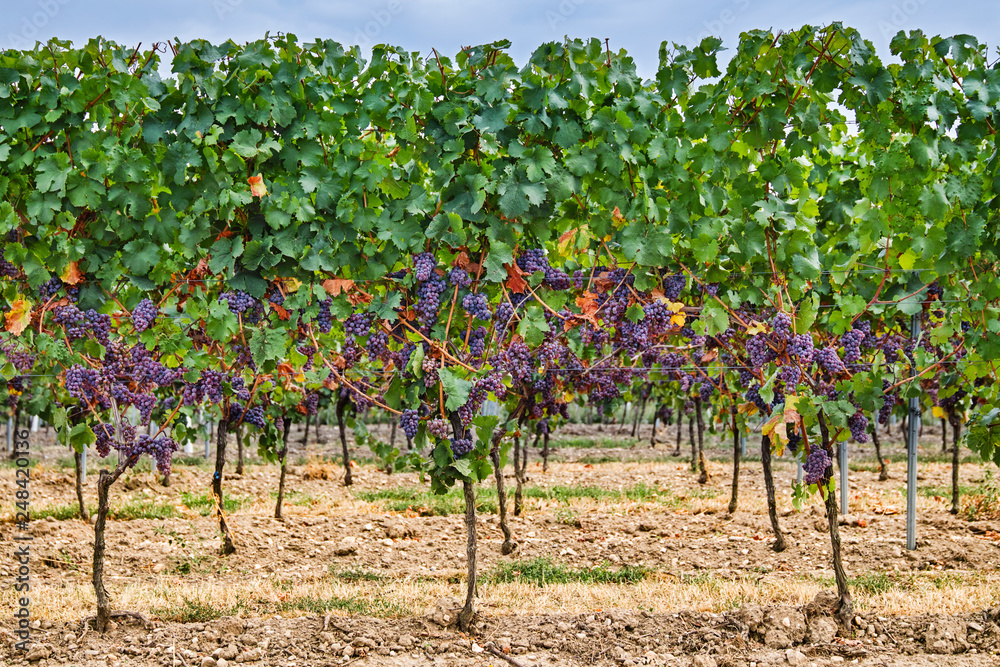 red wine grapes in vineyard