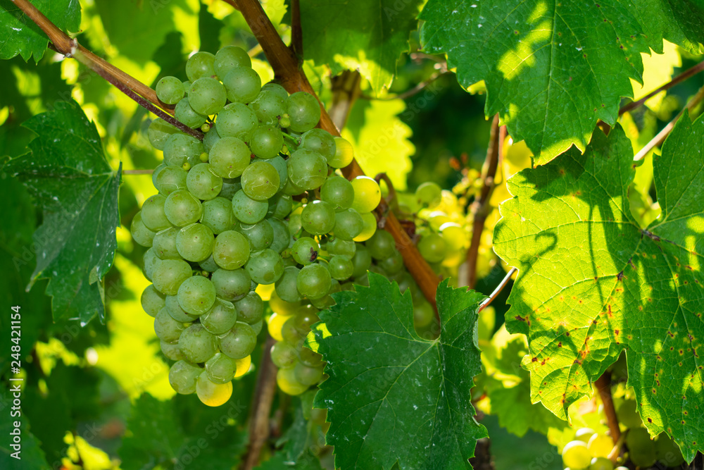 Close up view of grapes hanging on vine branches ripening during summer with sun illuminating leaves