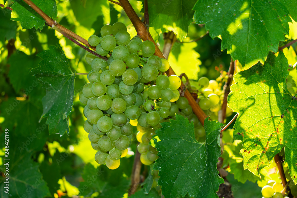 Close up view of grapes hanging on vine branches ripening during summer with sun illuminating leaves Close up view of grapes hanging on vine branches ripening during summer with sun illuminating leaves