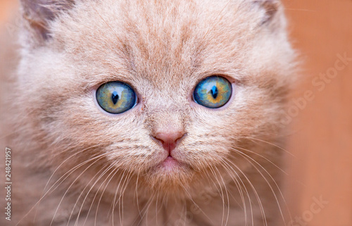 british tabby kitten with blue eyes © Inga