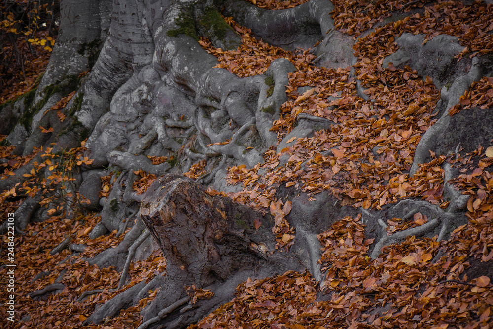 autumn fallen leaf tree evening forest lake autumn fallen leaf tree evening forest lake