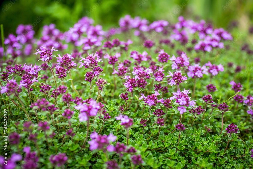 Blooming breckland thyme (Thymus serpyllum). Close-up of pink flowers of wild thyme on stone as a background. Thyme ground cover plant for rock garden.
