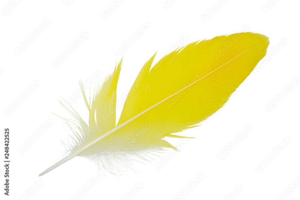 Beautiful parrot lovebird yellow feather isolated on white background Beautiful parrot lovebird yellow feather isolated on white background