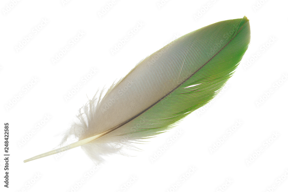 Obraz premium Beautiful parrot lovebird peacock green feather isolated on white background