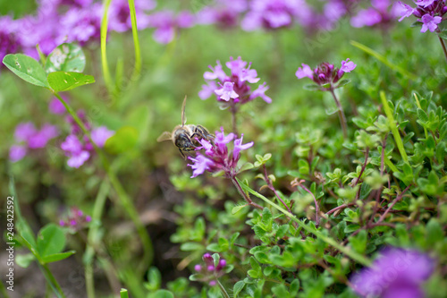 Blooming wild thyme (Thymus serpyllum) with bee. A dense group of purple flowers of this aromatic herb in the family Lamiaceae