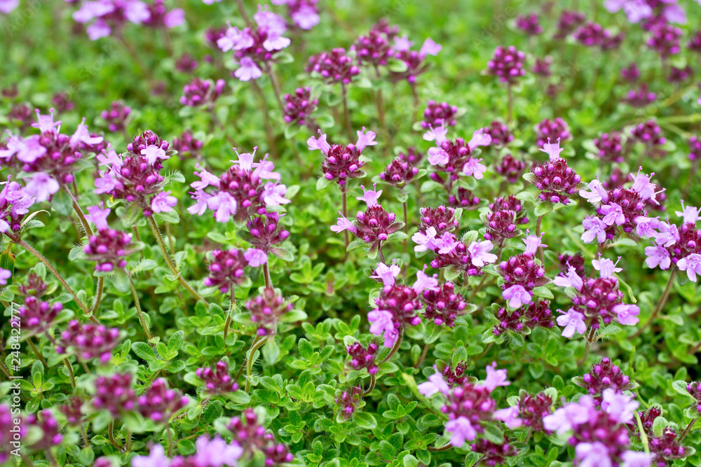 Blooming thyme (Thymus serpyllum). Close-up of pink flowers of wild thyme on stone as a background. Thyme ground cover plant for rock garden.