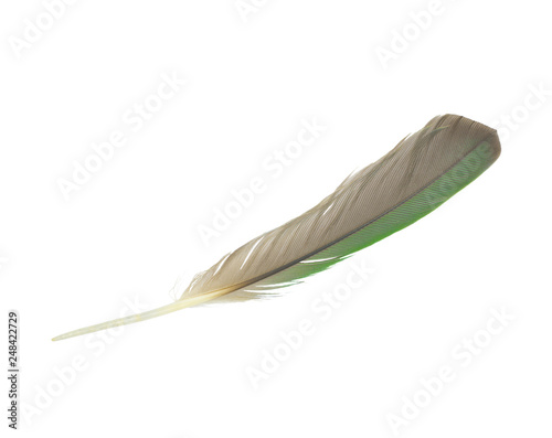 Beautiful parrot lovebird peacock green feather isolated on white background