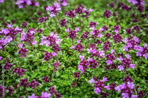 Blooming thyme  Thymus serpyllum . Close-up of pink flowers of wild thyme on stone as a background. Thyme ground cover plant for rock garden.