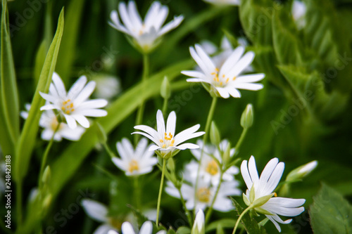 Beautiful small white spring flowers on a green background 