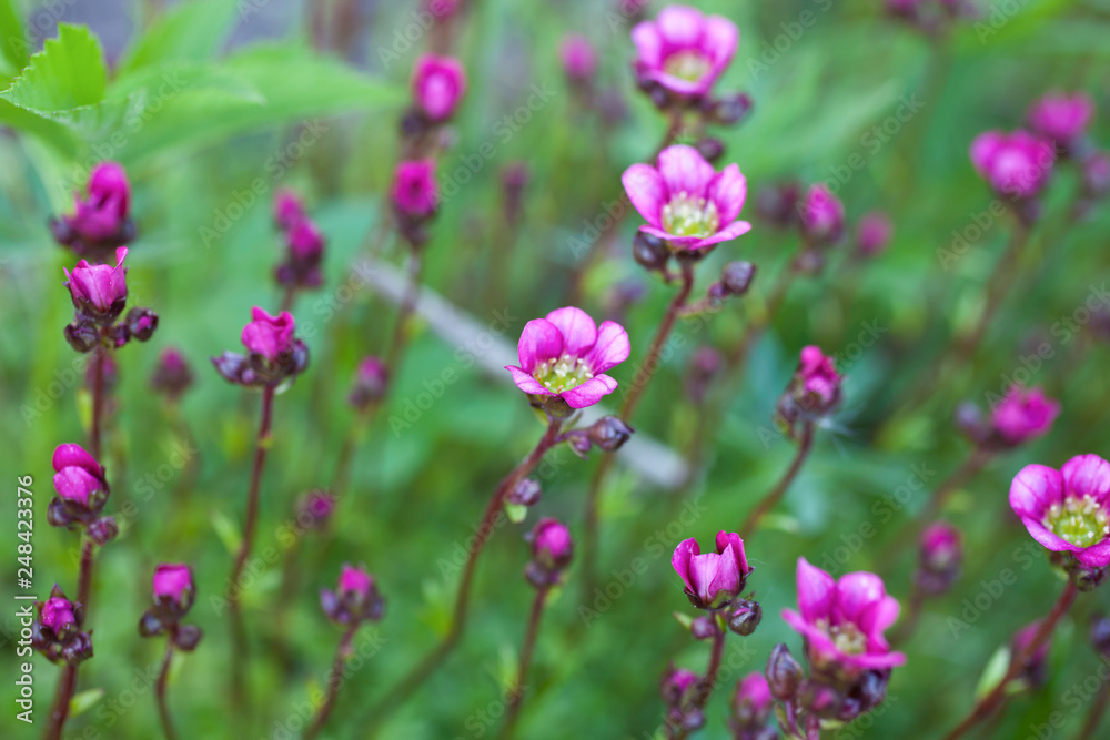 Purple spring flowers Saxifraga, the stone breaker flowers in the garden. Saxifraga Arendsii. Close up. Purple spring flowers Saxifraga, the stone breaker flowers in the garden. Saxifraga Arendsii. Close up.