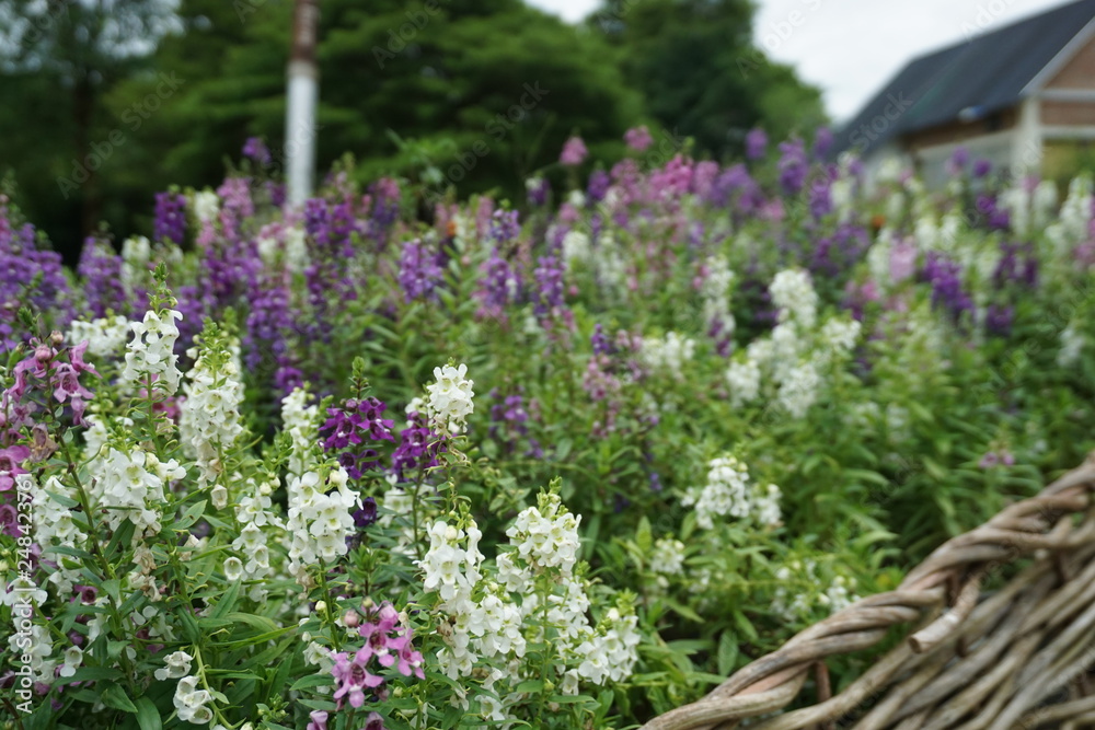 White and purple flowers in the garden White and purple flowers in the garden