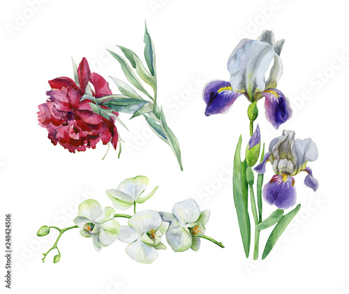 Fototapeta Naklejka Na Ścianę i Meble -  Watercolor of pink peony flower . Interior artwork with single pion flower and orchids.Watercolor of white orchid flower isolated on white background. Iris flower. Hand drawn purple iris.