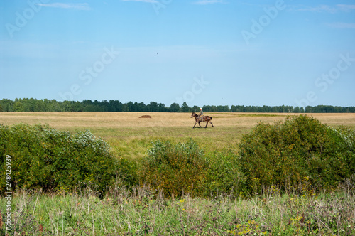 Meadows, fields and woods of central Russia. South Tyumen region. Rider on a horse.