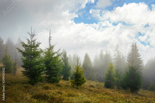 pine forest on hillside in autumn fog. trees on a meadow with weathered grass. dramatic nature scenery with gorgeous cloudy sky