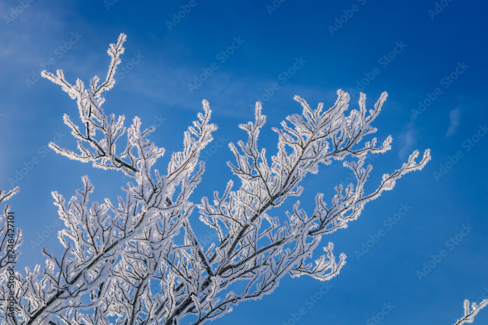Frozen, frosted branches of a tree covered with rime ice, against the blue sky, fresh winter nature concept Frozen, frosted branches of a tree covered with rime ice, against the blue sky, fresh winter nature concept