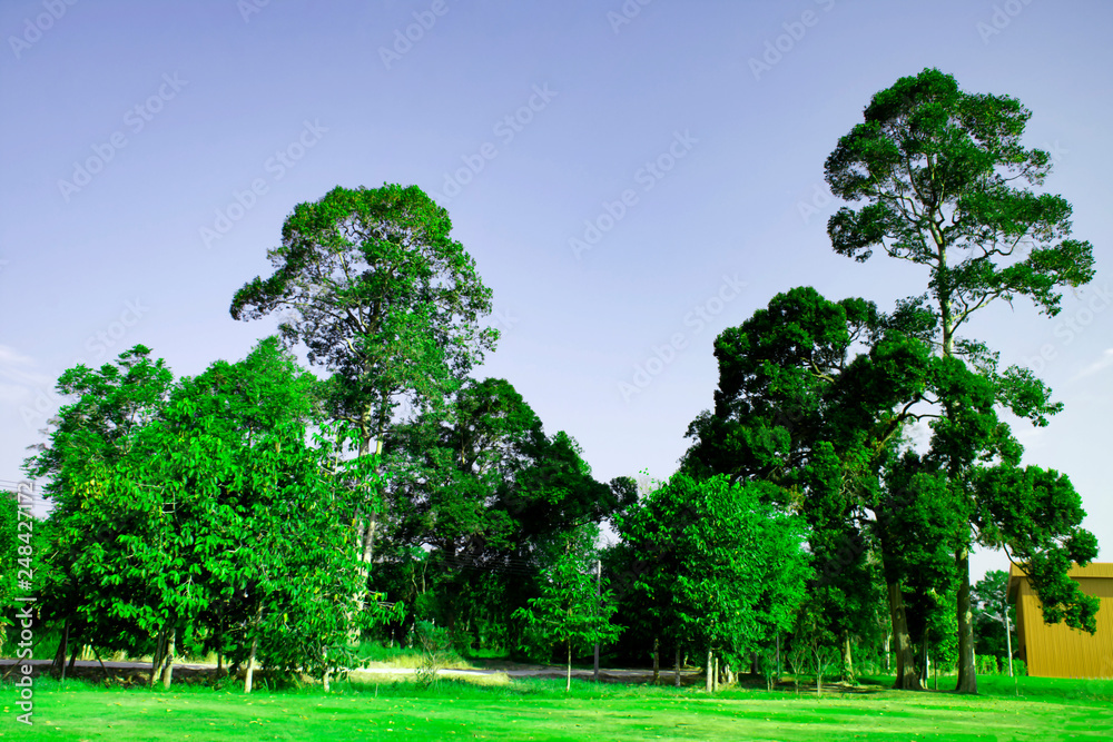 Large green tree on green grass field in park, Beautiful big green tree with flare light sky in the morning, Nature landscape, Green leaves of rain forest with flare light sunrise, nature background