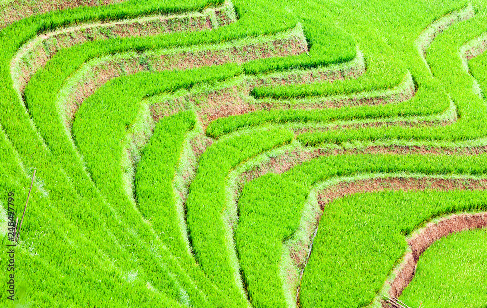 bright green rice fields during summer around Cat Cat village, Sa Pa, Lao Cai, Vietnam