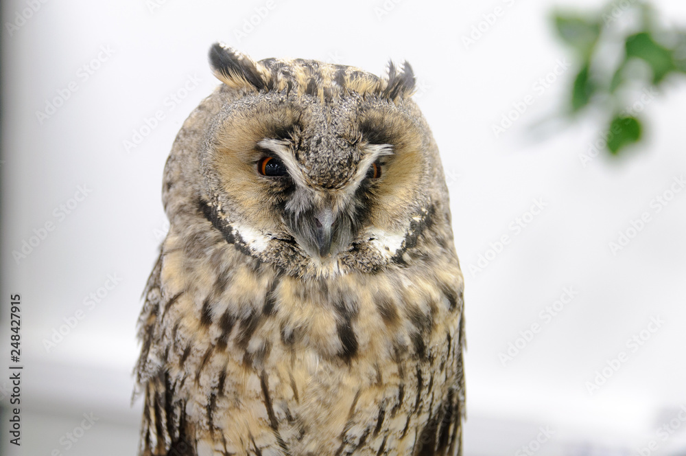 Naklejka premium owl fowl