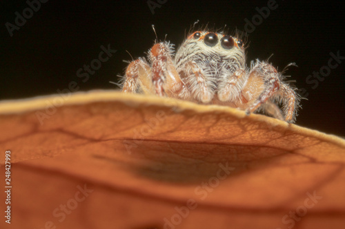 Light brown orange hair jumping spider sitting on an orange curved leaf, big eyes and looking at the the right side, oblivious of camera, almost full body shot © Saurav
