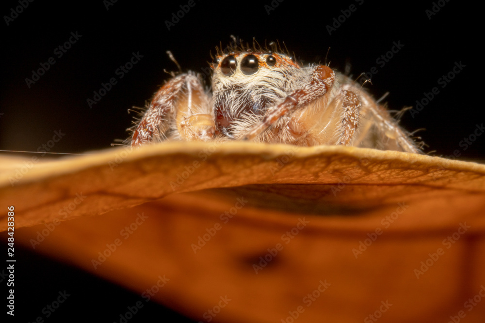 Light brown orange hair jumping spider sitting on an orange curved leaf, big eyes and looking at the the side, oblivious of camera