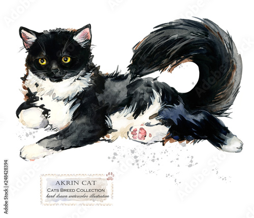 Akrin cat. watercolor home pet illustration. Cats breeds series. domestic animal.  photo