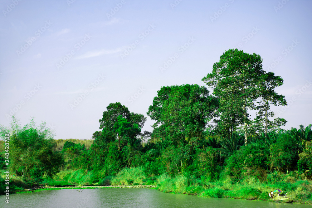 The green forest in the water, Mangroves tree background, Beautiful shadow of green tree on river, Green leaves bush with reflected shadow, Nature tree with bright sun light and clear sky background The green forest in the water, Mangroves tree background, Beautiful shadow of green tree on river, Green leaves bush with reflected shadow, Nature tree with bright sun light and clear sky background