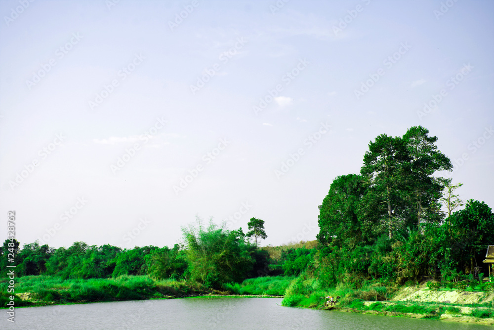 The green forest in the water, Mangroves tree background, Beautiful shadow of green tree on river, Green leaves bush with reflected shadow, Nature tree with bright sun light and clear sky background The green forest in the water, Mangroves tree background, Beautiful shadow of green tree on river, Green leaves bush with reflected shadow, Nature tree with bright sun light and clear sky background