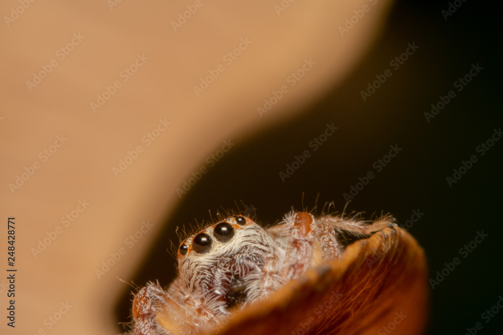 Fototapeta premium Light brown orange hair jumping spider sitting on an orange curved leaf, big eyes and looking at the camera curiously