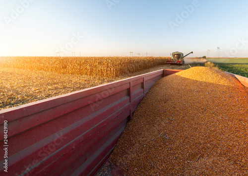 Pouring corn grain into tractor trailer photo