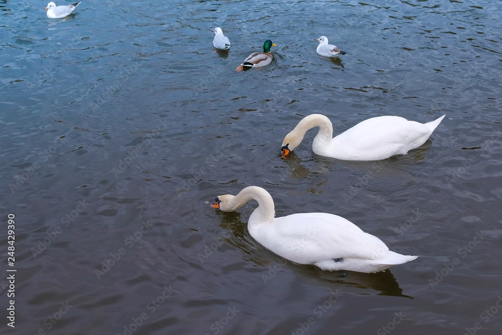 River with beautiful white swans and ducks in the water. River with beautiful white swans and ducks in the water.