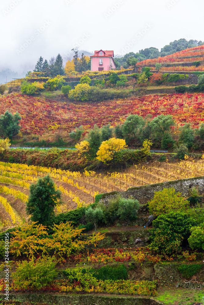 Fall Colors in Porto Vineyards