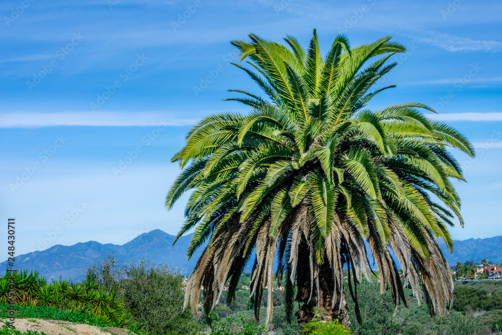 Palm tree on blue sky and mountains background