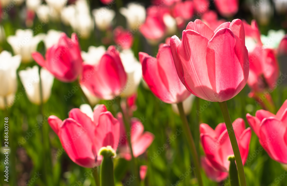 A tulips field in the sunny spring day