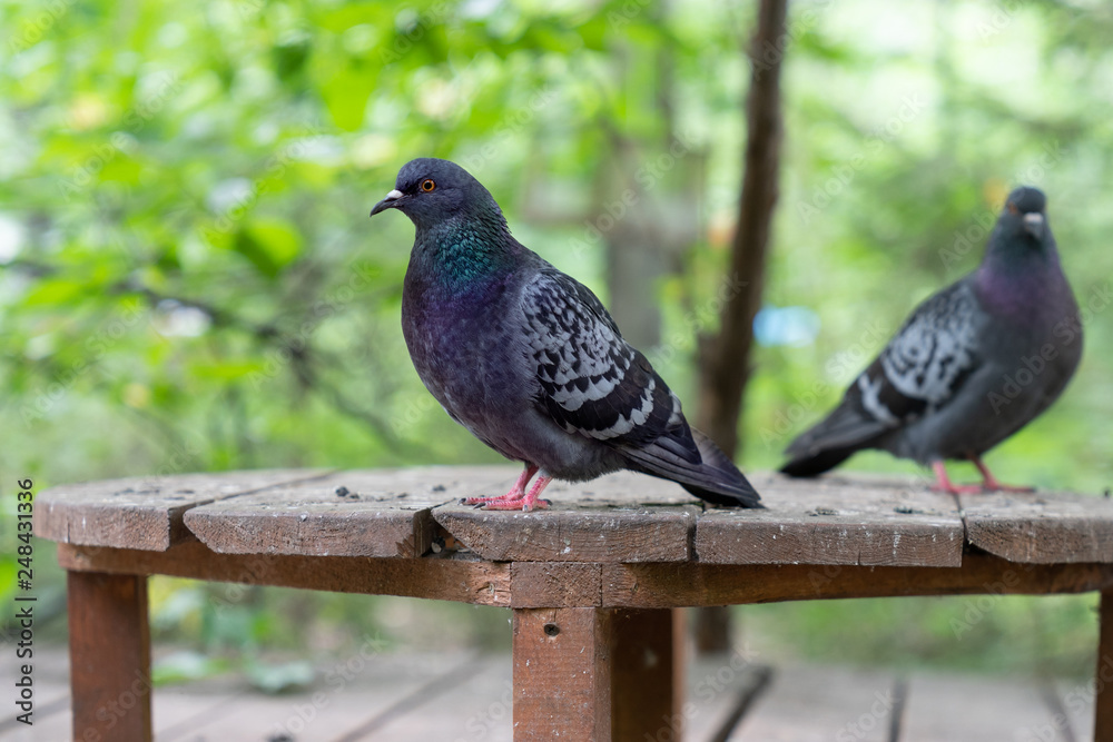 two pigeon bird sitting on wooden table for feeding birds two pigeon bird sitting on wooden table for feeding birds