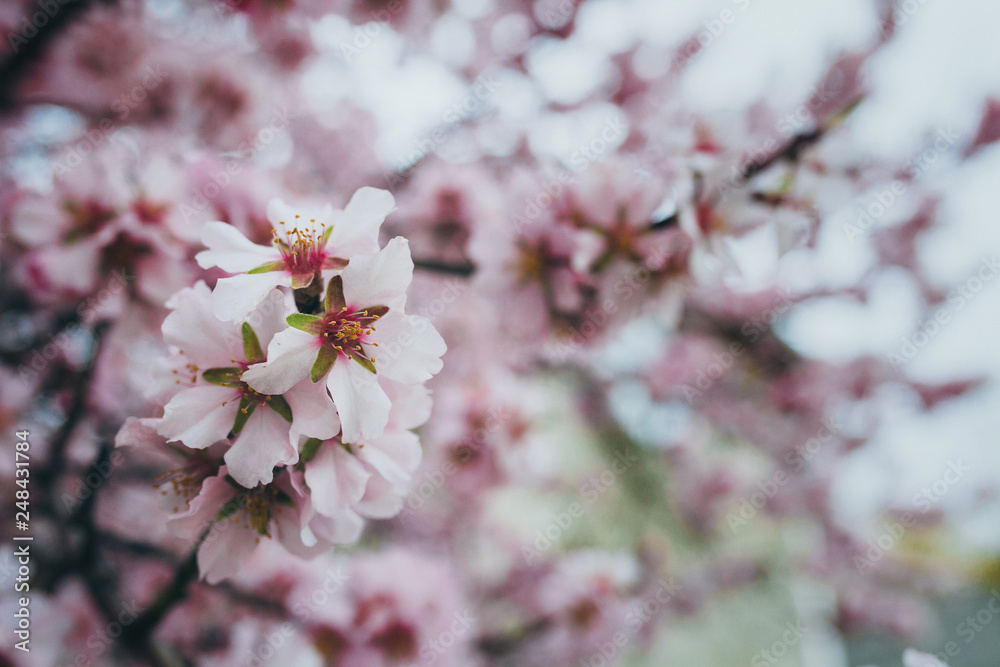 Fototapeta premium Flowering spring garden