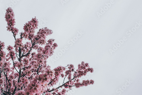 Background spring picture with flowering branches
